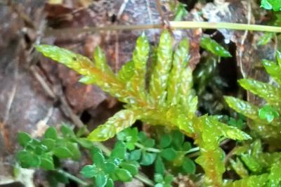 Pseudoscleropodium purum