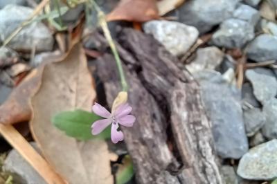 Petrorhagia prolifera