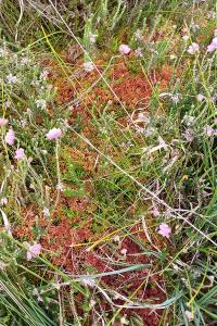 Sphagnum rubellum