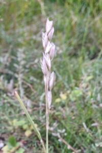 Danthonia decumbens