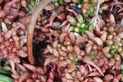 Sphagnum papillosum