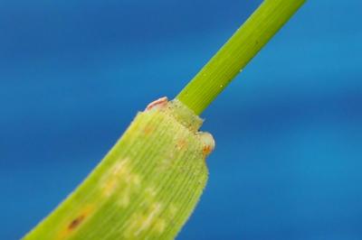 Agrostis capillaris