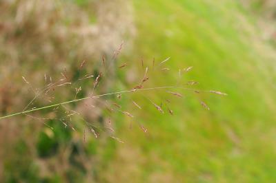 Agrostis capillaris