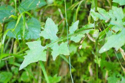 Lactuca muralis