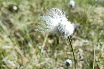 Eriophorum vaginatum