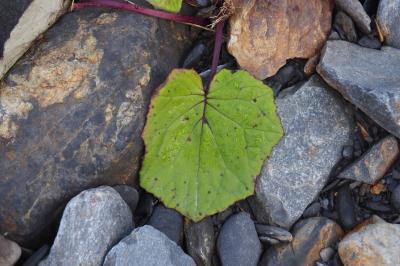 Tussilago farfara