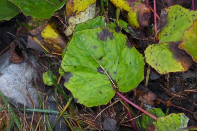 Tussilago farfara