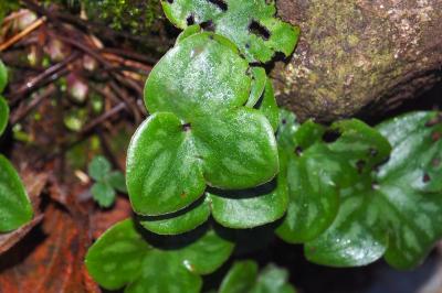 Hepatica nobilis