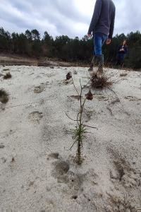 Plantago arenaria