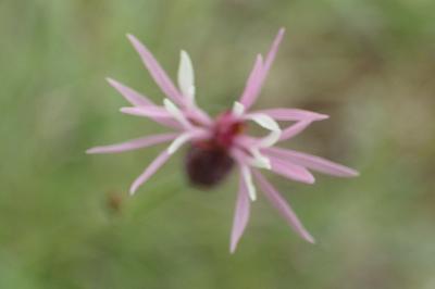 Crupina vulgaris