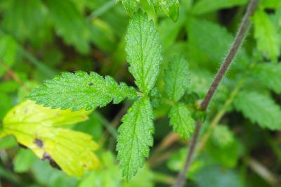 Agrimonia eupatoria