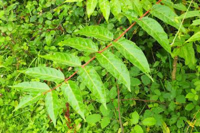 Ailanthus altissima