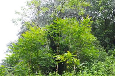 Ailanthus altissima