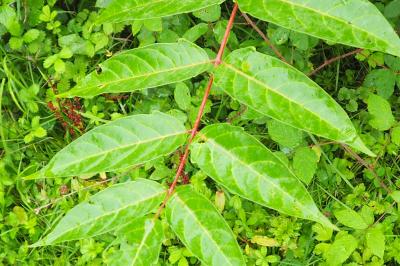 Ailanthus altissima