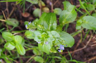 Veronica beccabunga