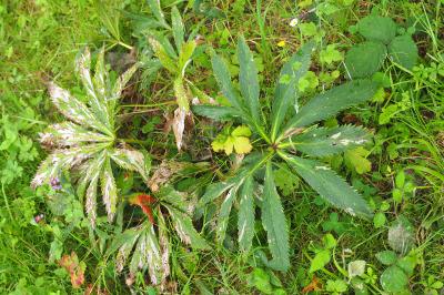 Helleborus viridis