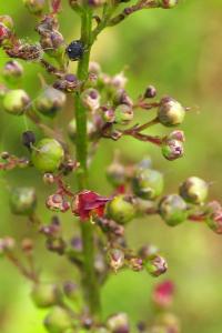 Scrophularia auriculata