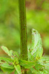 Scrophularia auriculata