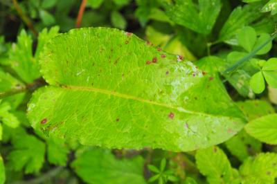 Rumex obtusifolius