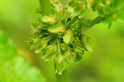 Rumex obtusifolius