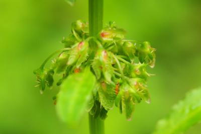 Rumex obtusifolius