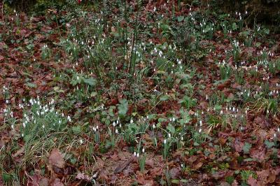 Galanthus nivalis