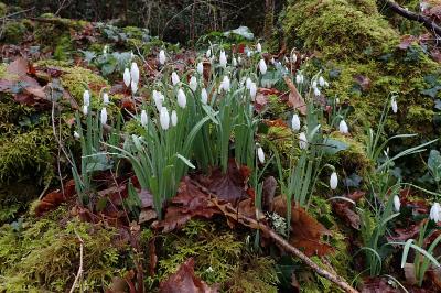 Galanthus nivalis