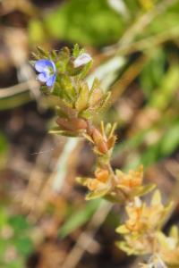 Veronica arvensis