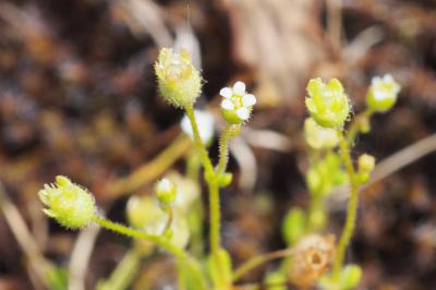 Saxifraga tridactylites