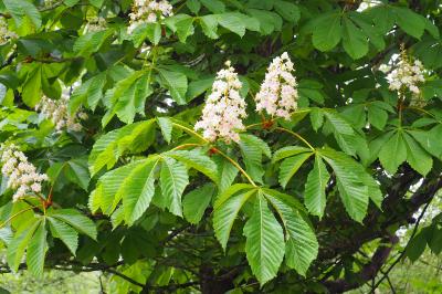 Aesculus hippocastanum