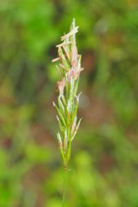 Anthoxanthum odoratum