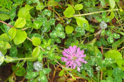 Trifolium pratense