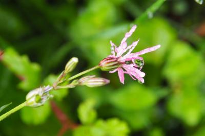 Lychnis flos-cuculi