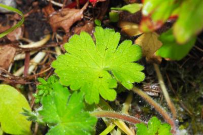 Geranium molle