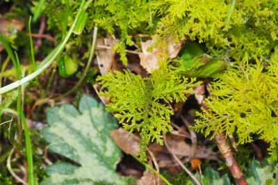 Hylocomium splendens