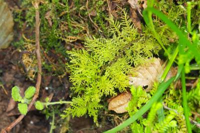 Hylocomium splendens