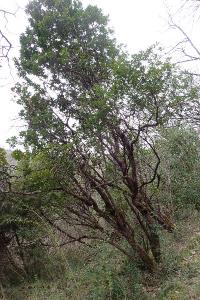 Arbutus unedo