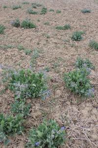 Borago officinalis