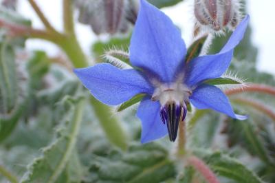 Borago officinalis