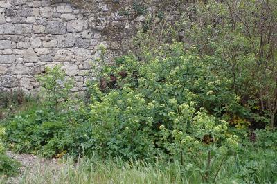Smyrnium olusatrum