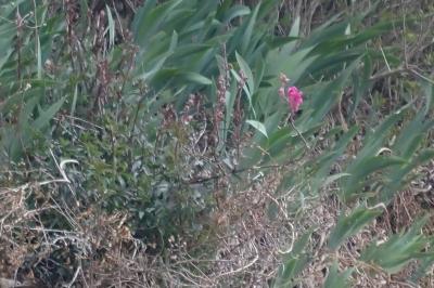 Antirrhinum majus