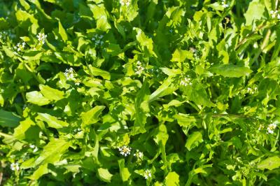 Calepina irregularis