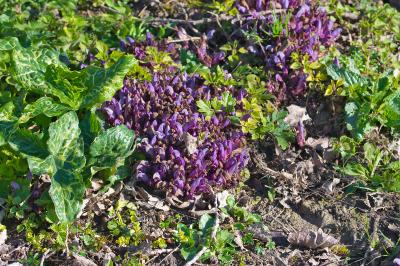 Lathraea clandestina