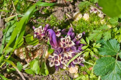 Lathraea clandestina