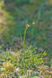 Cardamine hirsuta