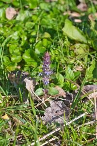 Ajuga reptans