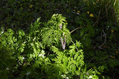 Anthriscus sylvestris