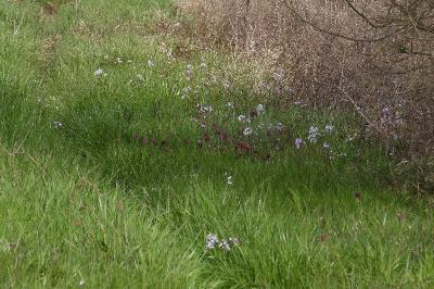 Fritillaria meleagris