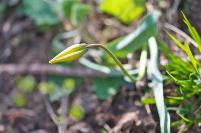 Tulipa sylvestris