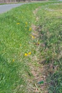 Tulipa sylvestris subsp. sylvestris